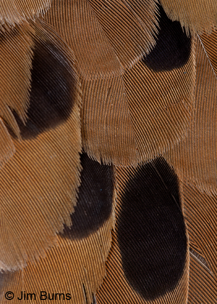 Mourning Dove feather detail